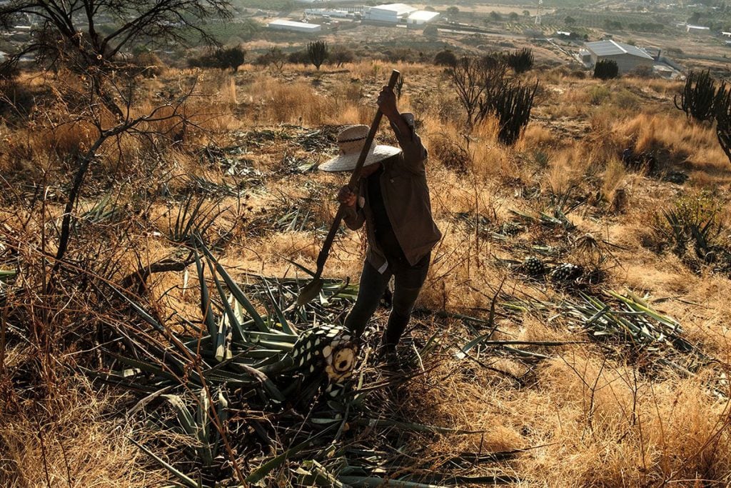 Agave being cut by a jimador